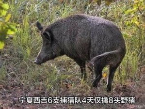 阿瑞斯病毒野猪攻略：保持距离，智斗为上：精准打法技巧分享