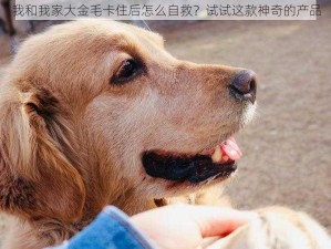 我和我家大金毛卡住后怎么自救？试试这款神奇的产品