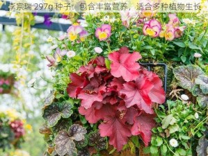 李宗瑞 297g 种子：包含丰富营养，适合多种植物生长