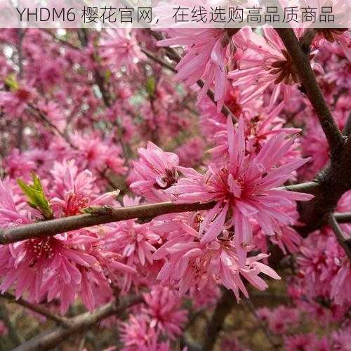 YHDM6 樱花官网，在线选购高品质商品